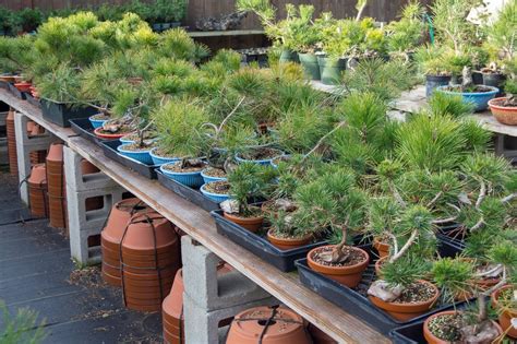 Five basic forms derive their names from the tree's angle of growth from a container and provide a common starting point for exploring styles. An approach to organizing a bonsai garden - Bonsai Tonight