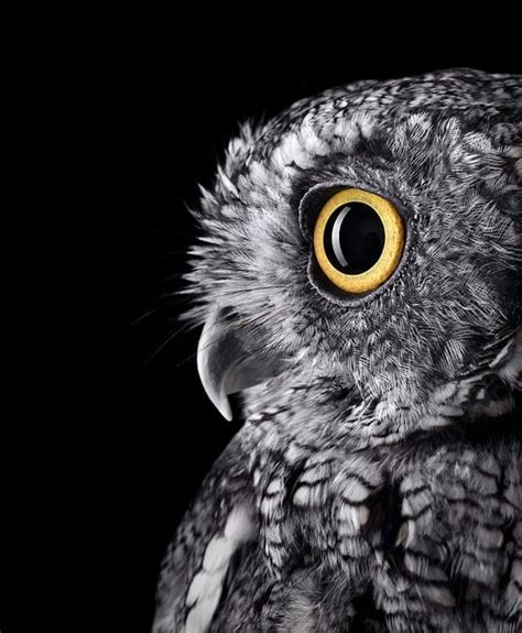 Studio Portraits Of Owls That Capture Their Nobility And Personalities