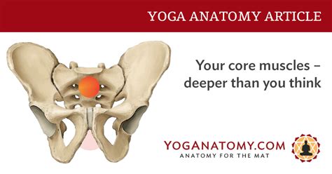 Your Core Muscles Deeper Than You Think Yoga Anatomy
