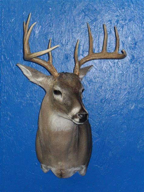 Whitetail Deer True 2 Life Taxidermy