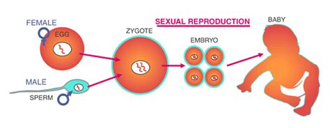 Modes Of Reproduction Asexual And Sexual Reproduction Byjus