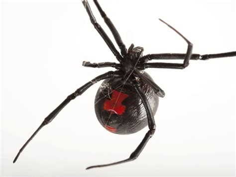 Why Do Black Widow Spiders Sometimes Deviate From Their Normal