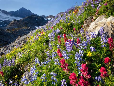 Mount Rainier National Park Washington Spring Wildflowers Blue And Red