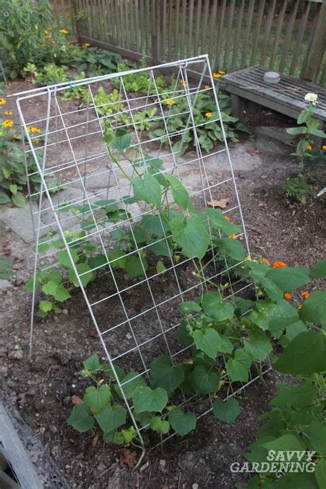 Cucumber Plant Spacing For High Yields In Gardens And Pots In 2021