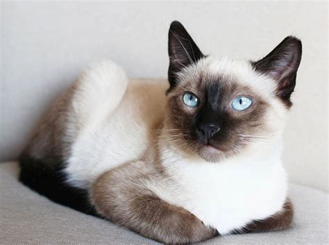 Top List 11 Siamese Cat Names 2022 Full Guide Dream Cheeky