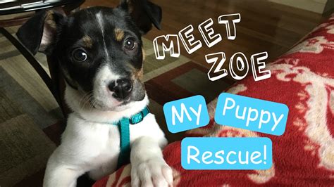 Meet Zoe My Puppy Rescue Youtube
