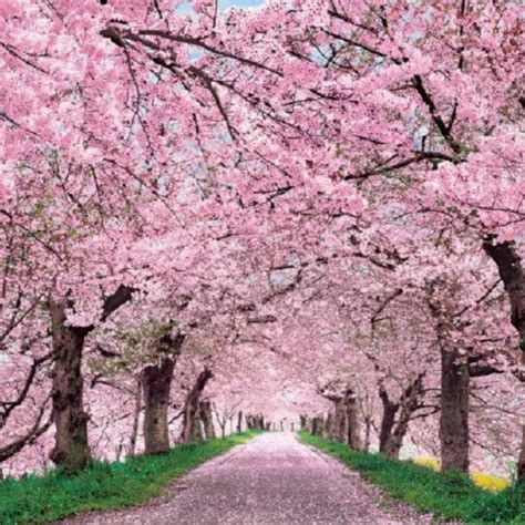 10 Latest Japan Cherry Blossom Wallpaper Hd Full Hd 1080p For Pc
