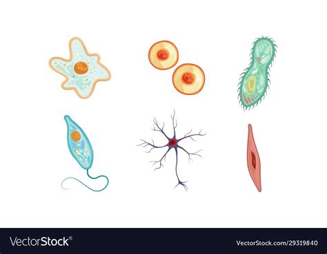 Different Types Cells Collection Human Anatomy Vector Image