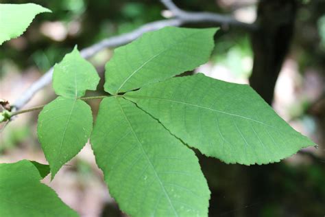 Shagbark Hickory Leaf Clashing Pride