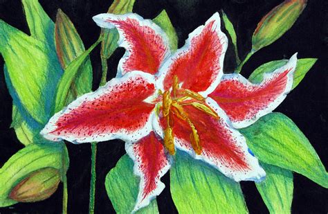 Stargazer Lily Painting By Barbara J Blaisdell Fine Art America