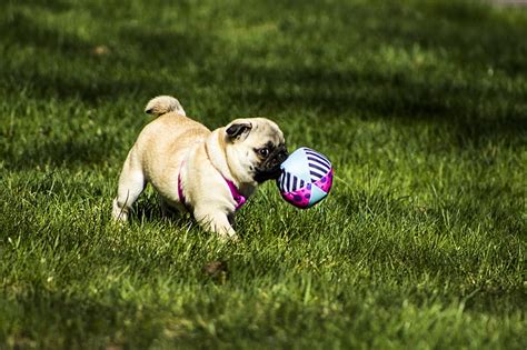 Royalty Free Photo Fawn Pug Playing Ball On Grass Pickpik