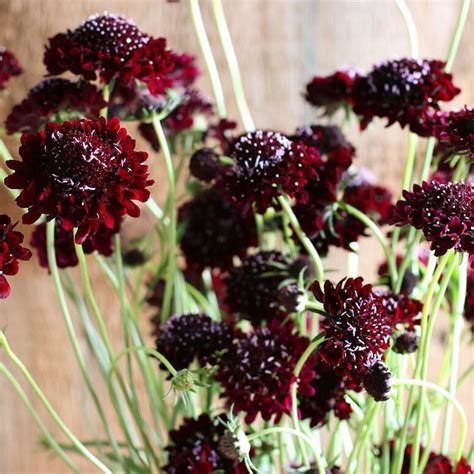 35 Scabiosa Black Knight Seeds Etsy Purple Colour Flowers Burgundy