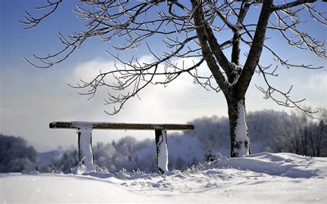Schnee Baum Bank Winter 1920x1200 Hd Hintergrundbilder Hd Bild