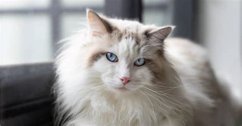Ragamuffin Vs Ragdoll What Are The Differences A Z Animals