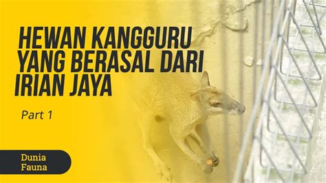 Hewan Kangguru Yang Berasal Dari Irian Jaya Dunia Fauna Part 1 YouTube