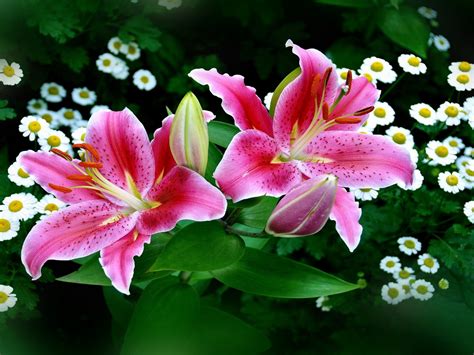 Pink Lilies Nature Flowwers Flowers Hd Wallpaper 03845