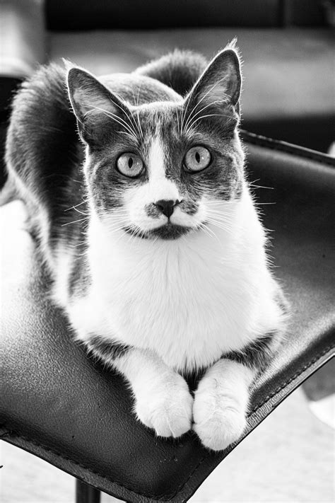 Gato Felino Mascota Foto Gratis En Pixabay Pixabay