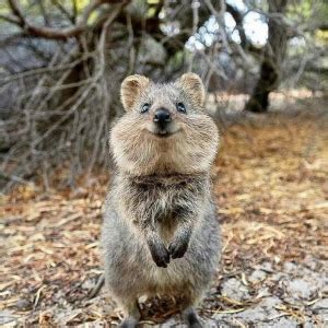 Hewan Endemik Dari Negara Kangguru Australia I Cek Disini