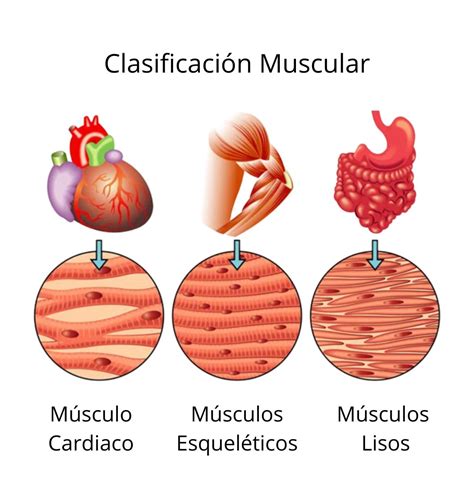 Los Músculos Clasificación Muscular Luis Pilco Bienestar