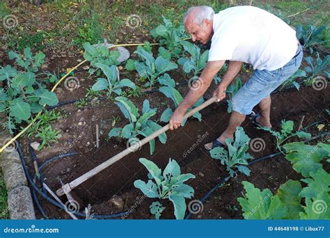 Farmer Working Hoeing Ground Vegetable Garden Stock Photo Image Of