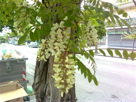 L'ideale sarebbe usare i fiori del vostro giardino o quelli di amici in modo da essere certi del trattamento che hanno subito. Albero con fiori bianchi simili al glicine | Forum di Giardinaggio.it