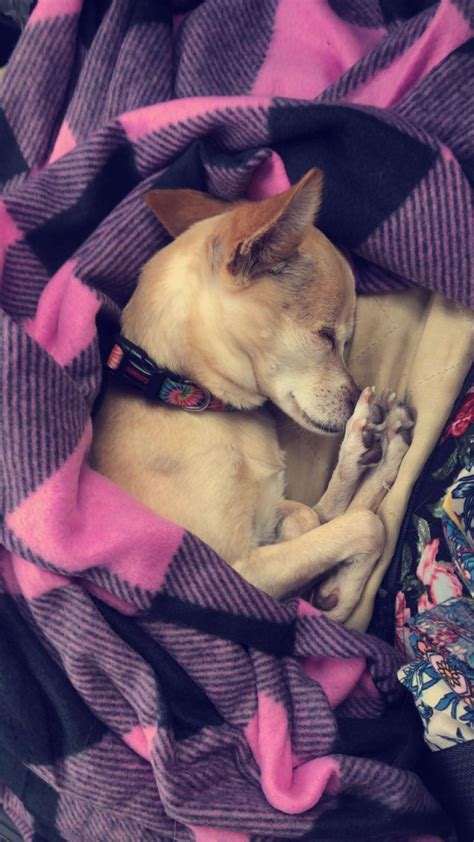 The Girl Burst Into Tears When She Saw Her Dog After A Year Of Separation