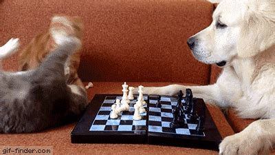 Submitted 7 months ago by babayaga_07 requests fulfilled: Chess Playing GIF - Find & Share on GIPHY
