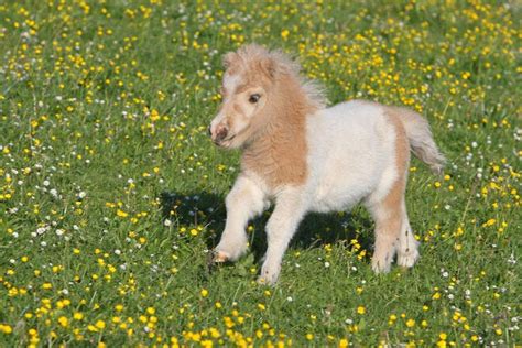 Ponies And Mini Horses 10 Adorable Photos To Brighten Your Day