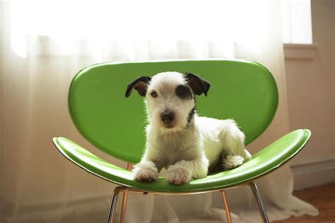 Black And White Terrier Dog Lying On Green Chair By Window Photograph