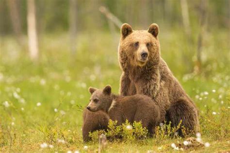 A Year In The Life Of European Brown Bears Discover Wildlife