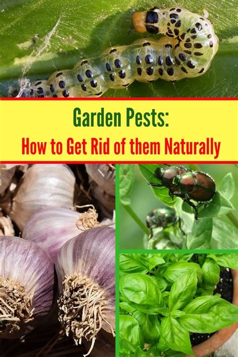 Grow plants with insect repelling properties: How to Keep Garden Pests Out of Your Garden | Organic gardening tips, Garden pests, Gardening ...