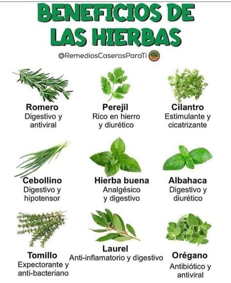 Plantas Medicinales Imprescindibles En Tu Hogar My Blog