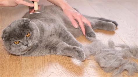 6 Reasons Why Your Cat Is Losing Hair North Kenny Veterinary Hospital