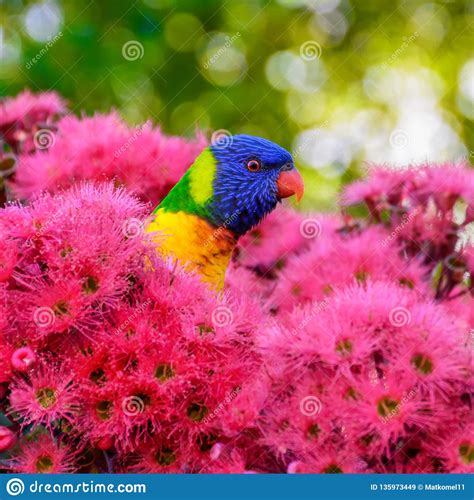 Rainbow Lorikeet Bird Is Peeking Behind The Flower Stock Image Image