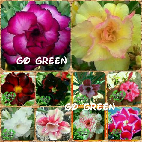 Gambar ini sanggup kamu download dengan mutu hd secara gratis disini. 20+ Gambar Bunga Kamboja Yang Mudah Digambar - Galeri Bunga HD