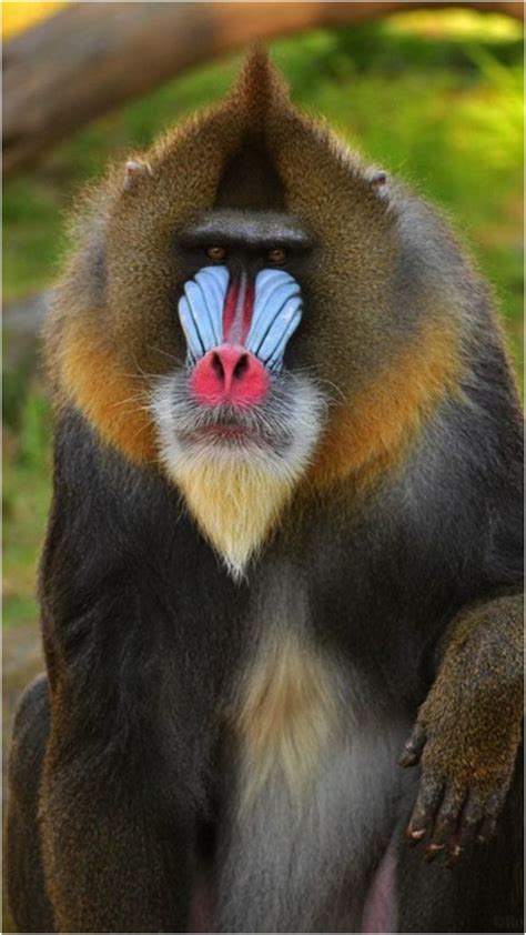 7 Most Popular Types Of Monkeys On Planet