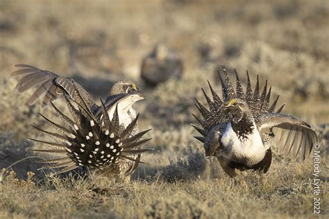 Greater Sage Grouse Males Centrocercus Urophasianus Natr Flickr