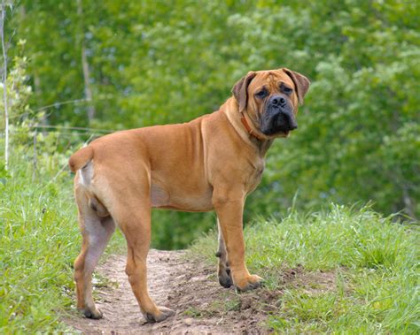 Dating back to 1652, this breed is a descendant of the boer dog. List of Guard Dogs