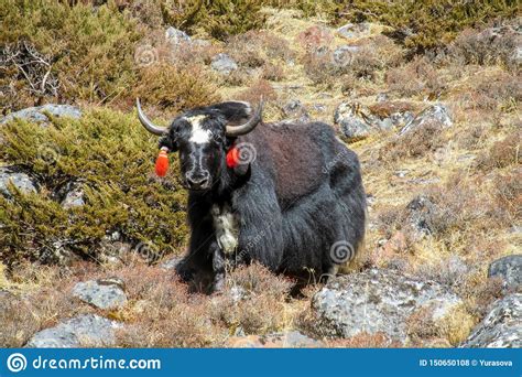 Yak In Himalaya Mountains Stock Photo Image Of Animals 150650108
