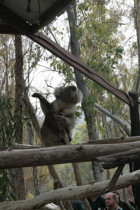 Dancing Koala Zoochat