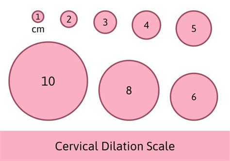 Cervix Dilation Chart Signs Stages And Procedure To Check 48 Off