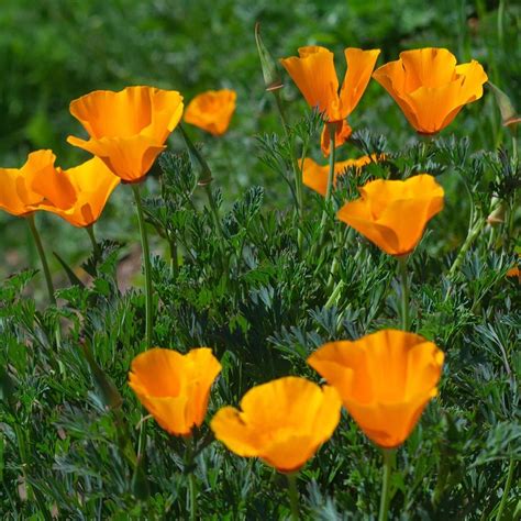 Buy Californian Poppy Eschscholzia Californica Orange King £189
