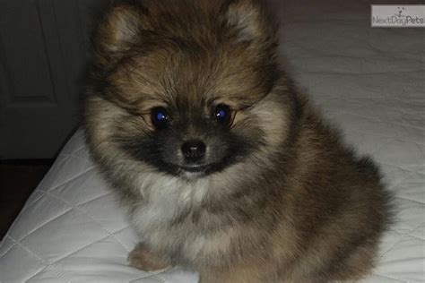 See more of pomeranian puppies for sale nc on facebook. Pomeranian puppy for sale near Asheville, North Carolina. | 11301a26-04e1