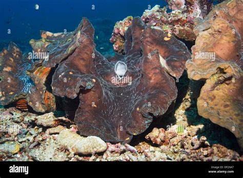 Giant Giant Clam Tridacna Gigas This Is The Largest Species Of Bivalve In The World Bunaken Np