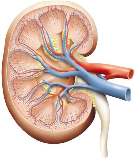 Kidneys Bladder And Prostate Scans Ultrasound Services