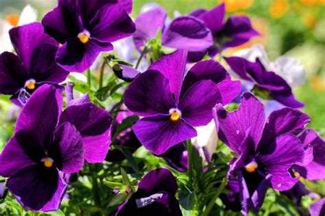 Image Of Dark Purple Flowers 3 Comments Hi Res 720p Hd