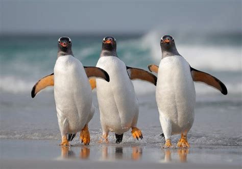 24 Stunning Wildlife Pictures From The Nat Geo Photo Contest Penguins