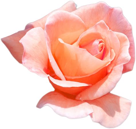 Peach Rose By Pandymonium62 On Deviantart