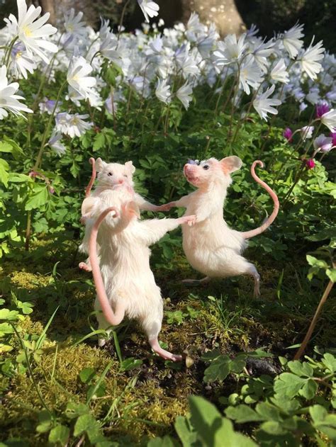 Dancing Mice Etsy Cute Rats Weird Animals Cute Little Animals