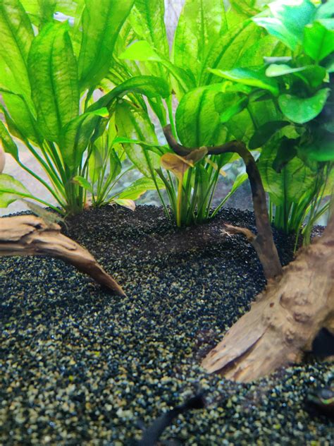 Maybe you would like to learn more about one of these? Placed root tabs between the plants. How long will it take before they work? : Aquariums